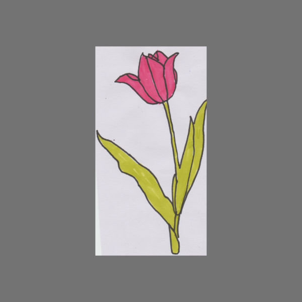 Lily Flower